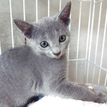 ロシアンブルー【兵庫県・女の子・2025年8月21日・ブルー】の写真「きれいな毛色のかわいい子」