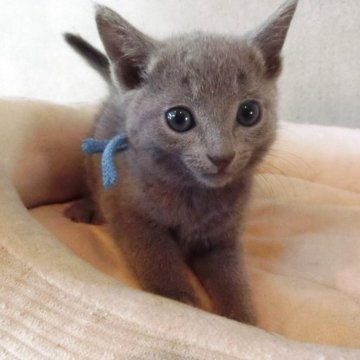 ロシアンブルー【兵庫県・男の子・2025年10月11日・ブルー】の写真「きれいな毛色のかわいい子」