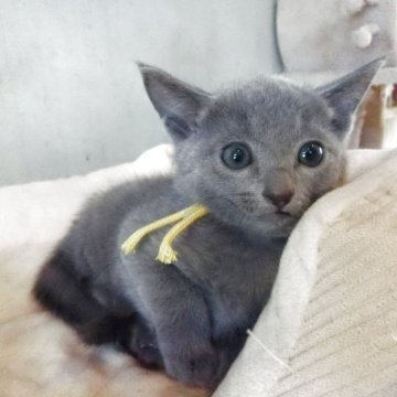 ロシアンブルー【兵庫県・男の子・2025年10月11日・ブルー】の写真「きれいな毛色のかわいい子」