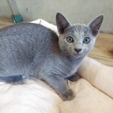 ロシアンブルー【兵庫県・女の子・2025年8月21日・ブルー】の写真「きれいな毛色のかわいい子」