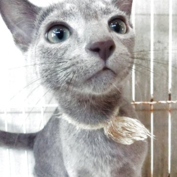 ロシアンブルー【兵庫県・男の子・2025年3月20日・ブルー】の写真「人懐こく元気な子」