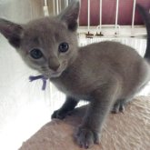 ロシアンブルー