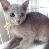 ロシアンブルー