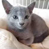 ロシアンブルー