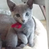 ロシアンブルー【兵庫県・女の子・2025年3月19日・ブルー】の写真4