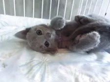 ロシアンブルー【兵庫県・女の子・2025年3月19日・ブルー】の写真4