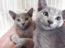 ロシアンブルー【兵庫県・女の子・2025年8月21日・ブルー】の写真4「手前が男の子です」