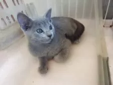 ロシアンブルー【兵庫県・男の子・2025年8月21日・ブルー】の写真4