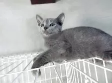 ロシアンブルー【兵庫県・男の子・2025年8月21日・ブルー】の写真5