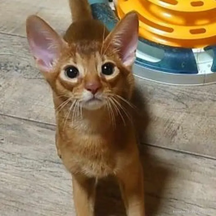 ID：2306-01031の子猫