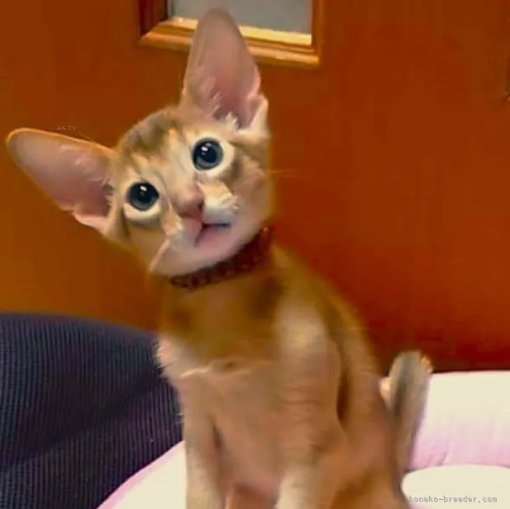 ID：2310-01618の子猫