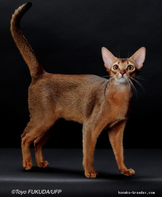 アビシニアン【・女の子・2017年9月5日・ルディ】