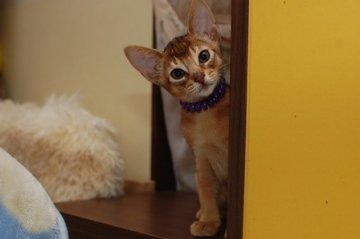 アビシニアン【岐阜県・男の子・2013年10月8日・ルディ】の写真「人間が大好き甘えん坊」