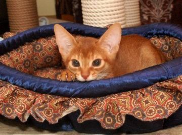 アビシニアン【岐阜県・男の子・2014年10月7日・レッド】の写真「プニプニの可愛い天然ＢＯＹです」