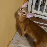 アビシニアン【岐阜県・男の子・2023年4月18日・レッド(シナモン)】の写真2「柔らかい色合いの、レッドの可愛い男の子です。でも、やんちゃ坊主です(笑)」