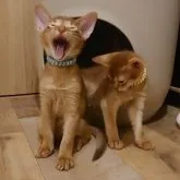 アビシニアン【岐阜県・男の子・2023年4月18日・レッド(シナモン)】の写真3「ガオーーって、大あくび」