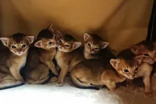 アビシニアン【岐阜県・男の子・2019年3月12日・】の写真4「お渡し迄、兄弟姉妹と一緒に遊んでます」