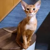 アビシニアン