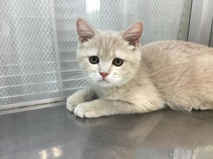 ねこちゃん 様のお迎えした子猫