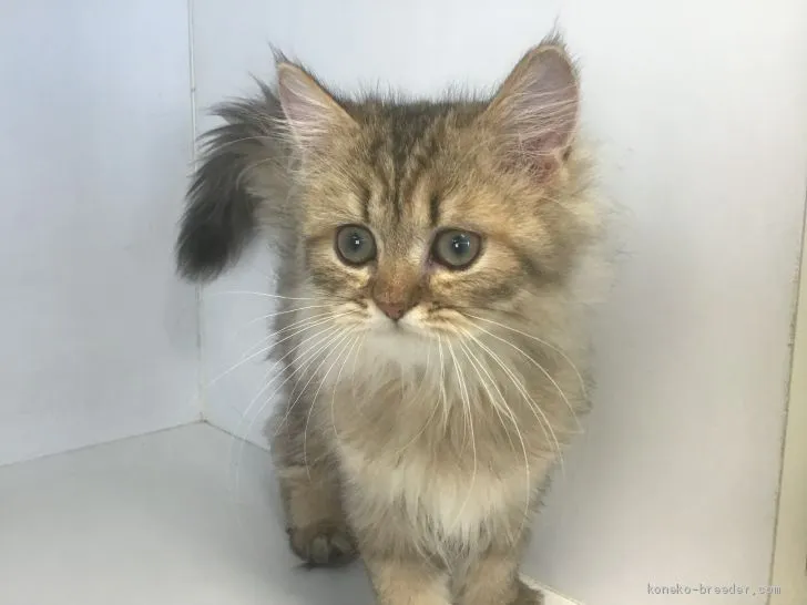 チョコ 様のお迎えした子猫