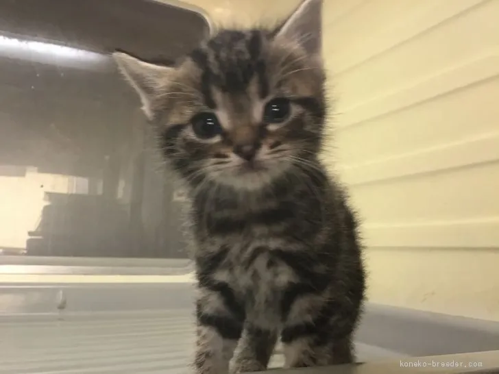 きっちょん 様のお迎えした子猫