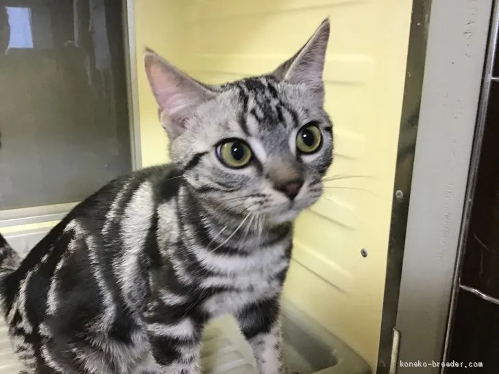 桜もち 様のお迎えした子猫