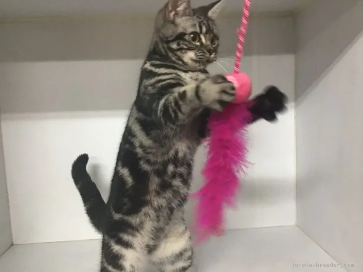 ID：1806-01350の子猫