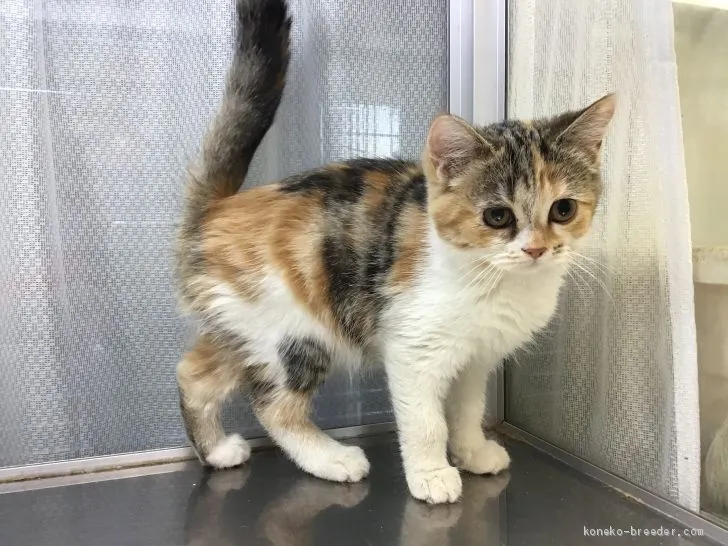 ID：2012-01864の子猫