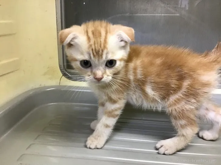 A.I 様のお迎えした子猫