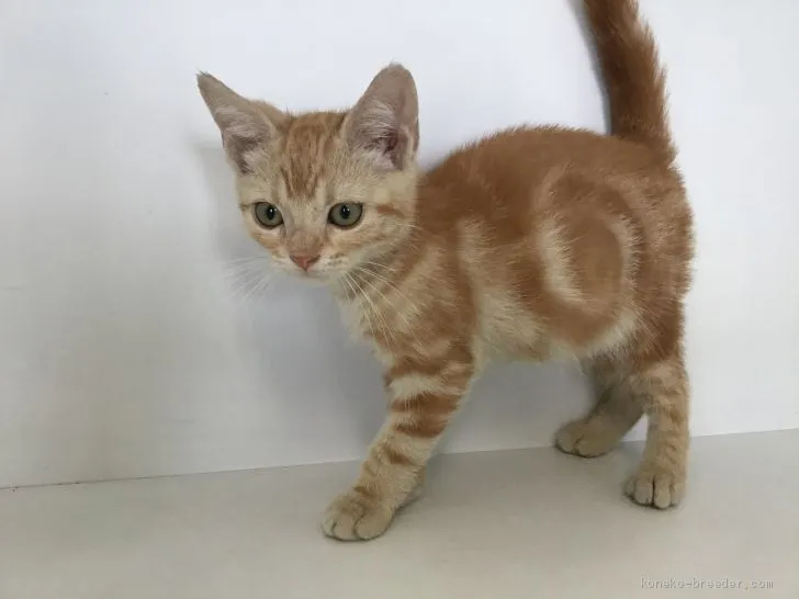 ID：2007-00181の子猫