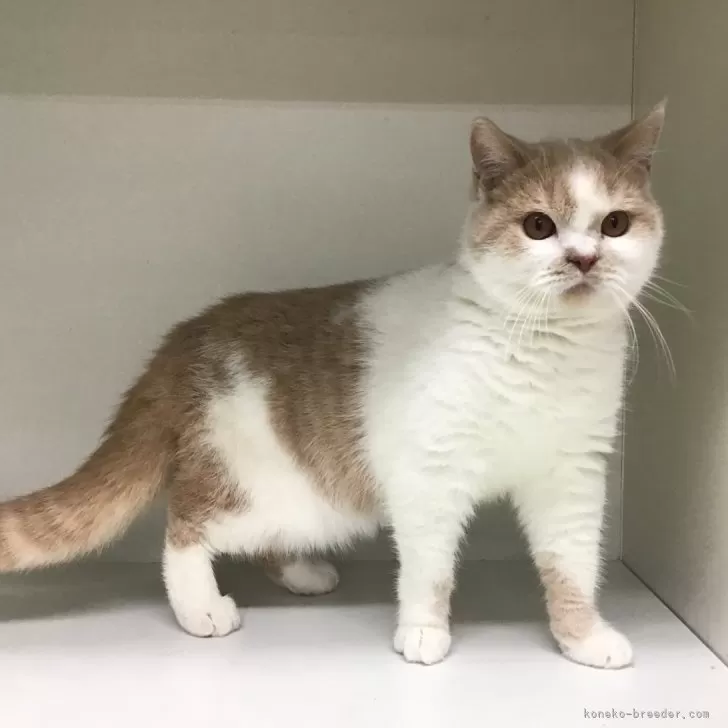 ID：2405-02838の子猫