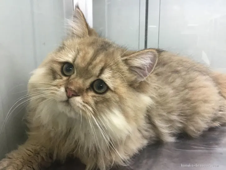 ID：1906-01028の子猫