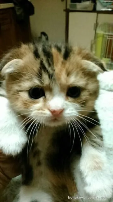 しらたま 様のお迎えした子猫