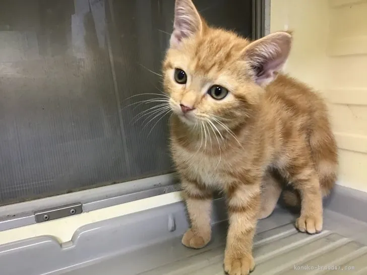 リーシャン 様のお迎えした子猫