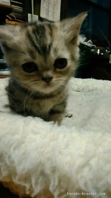 キュー 様のお迎えした子猫