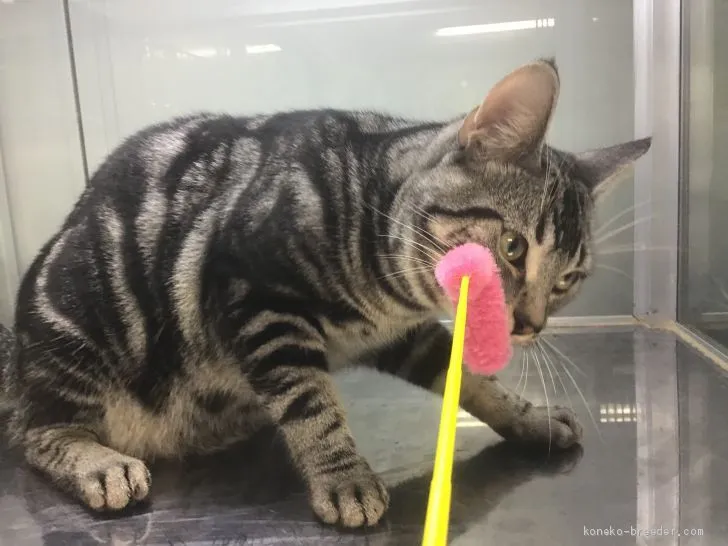 凛々 様のお迎えした子猫