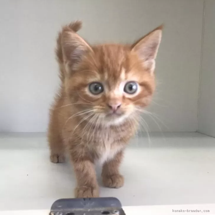 ID:2405-00892の子猫