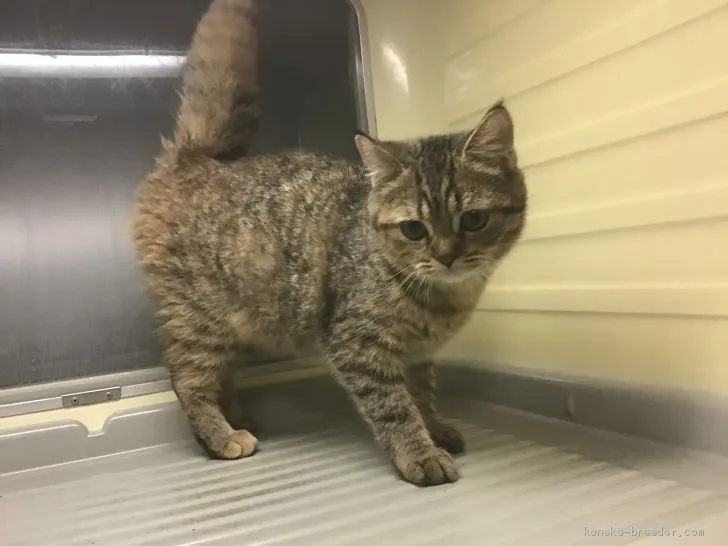 W.A 様のお迎えした子猫