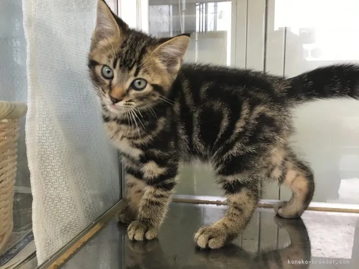 奈々 様のお迎えした子猫