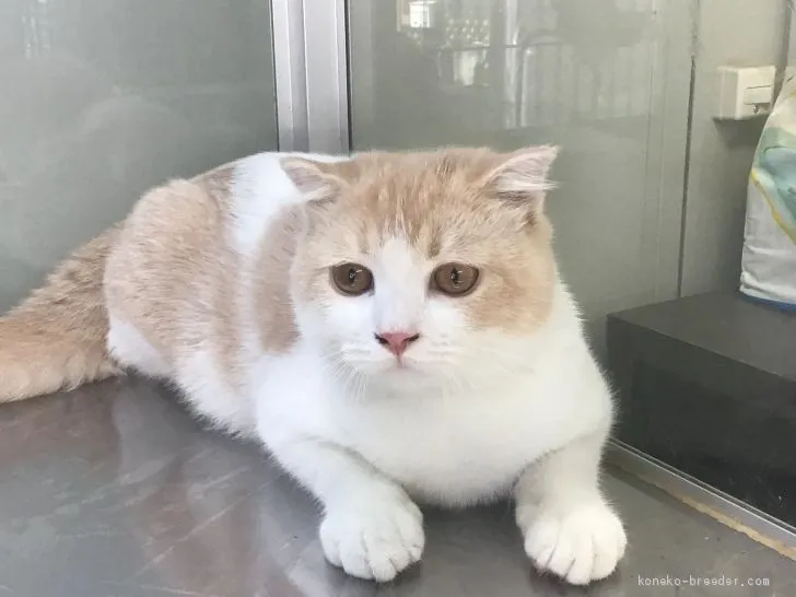 ID：1906-01020の子猫