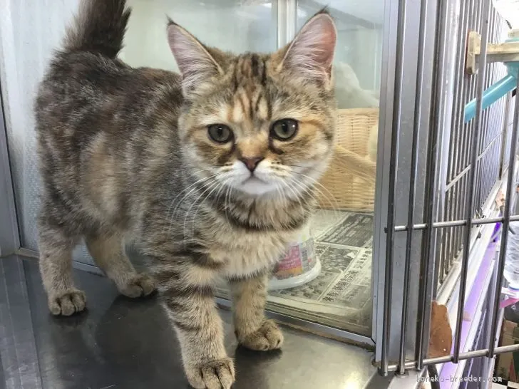 ニットム 様のお迎えした子猫