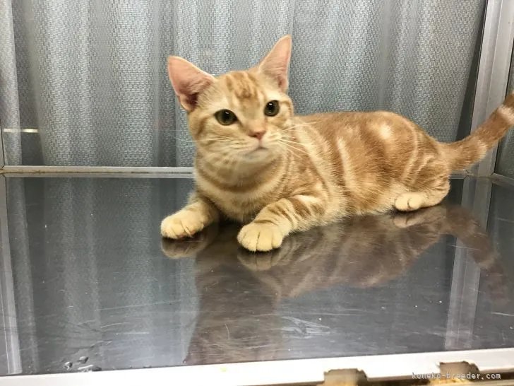 ID：2107-02108の子猫