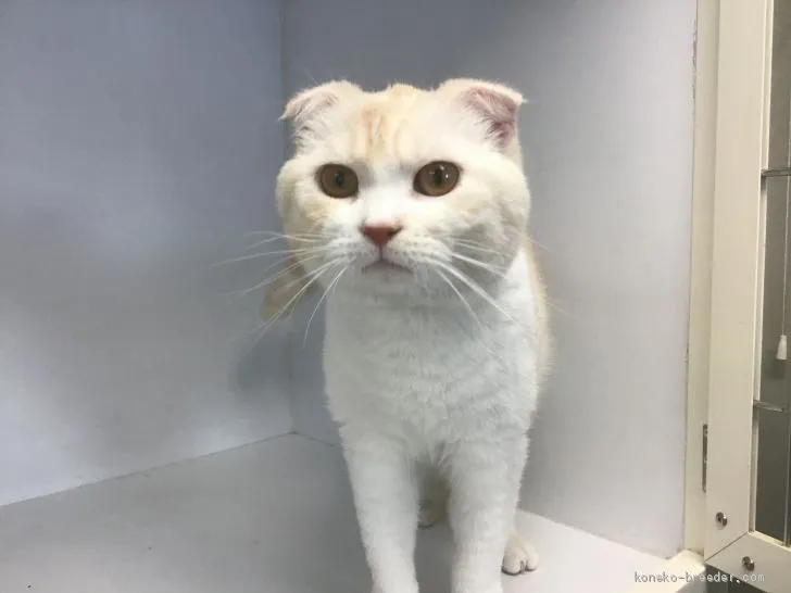 ID：1905-00209の子猫