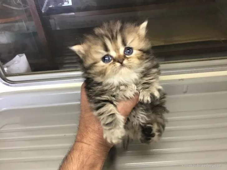 ID：1812-01372の子猫