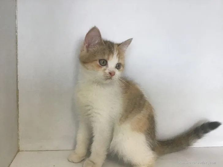 ID:1906-01031の子猫