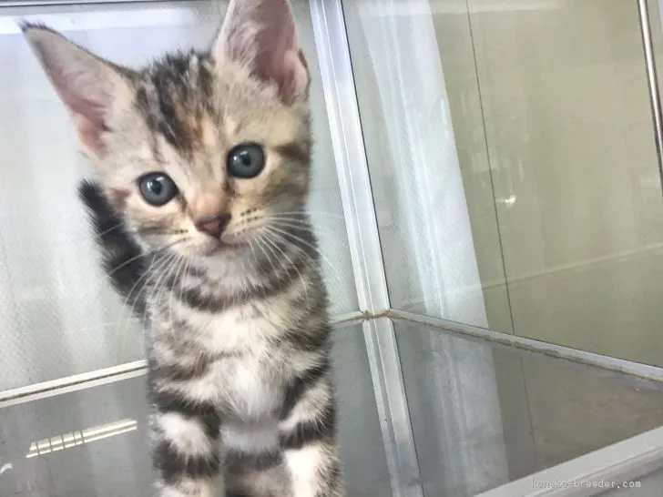 チアキ 様のお迎えした子猫