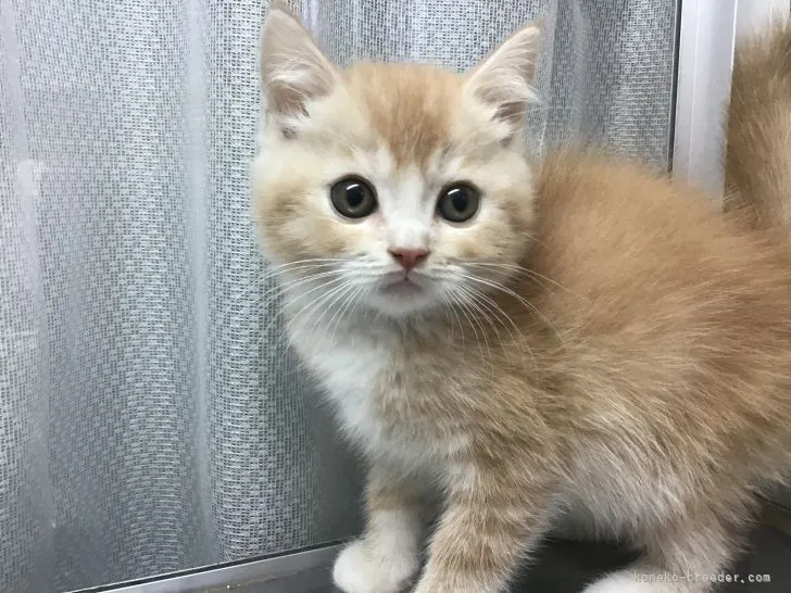 ID：2104-00641の子猫