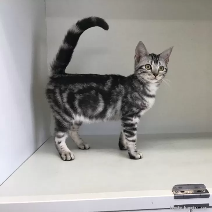 M.I 様のお迎えした子猫