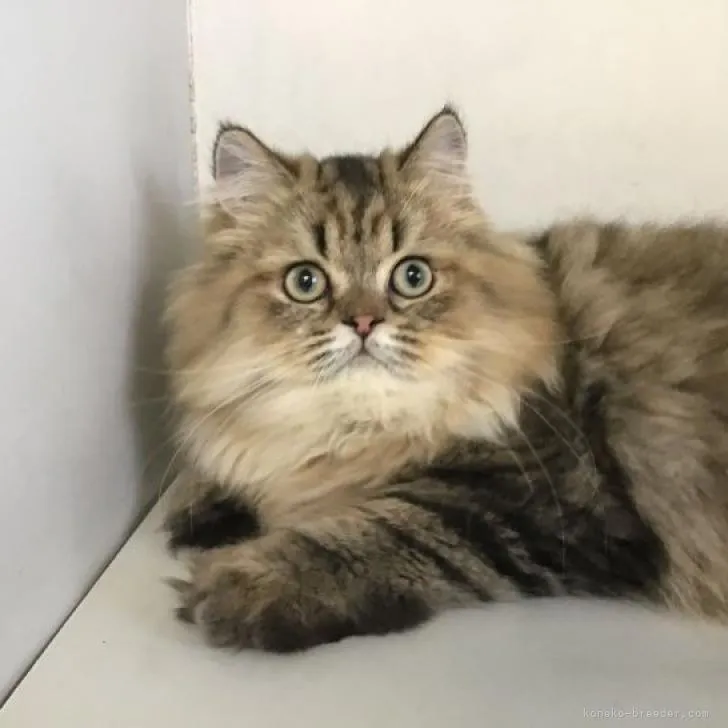 ID：2206-01326の子猫