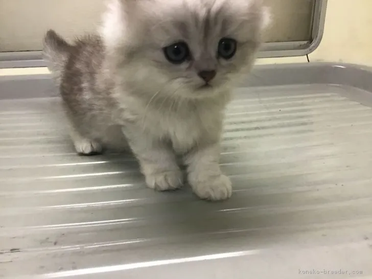 ID：1902-01159の子猫